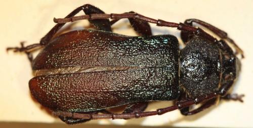 Réf. 211 478 : Ropalopus sp.